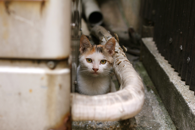 長崎　中華街　子猫