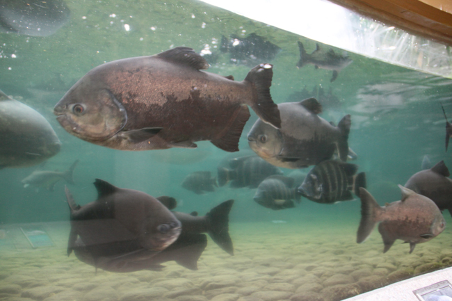 響灘　温室　魚　巨大