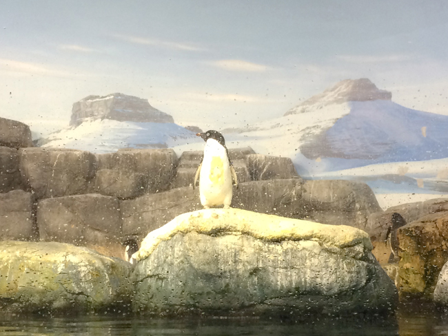 八景島シーパラダイス ペンギン