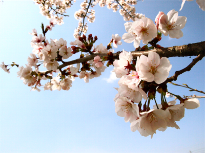 福智山ろく花公園　桜