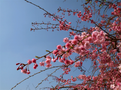 福智山ろく花公園　桜